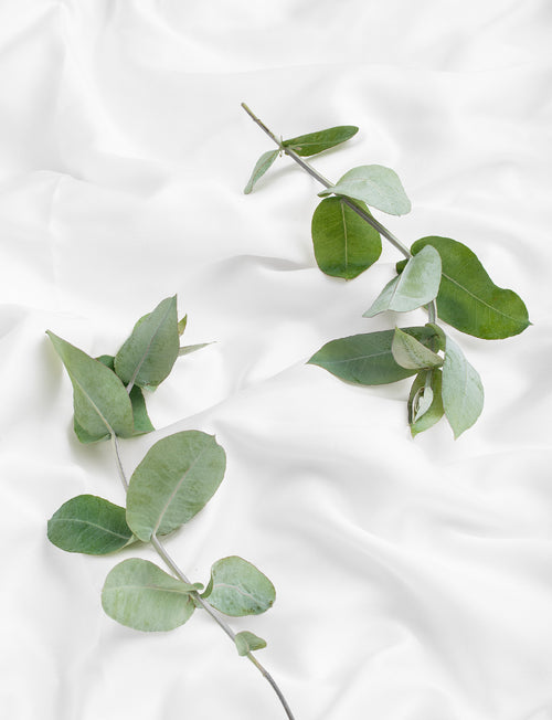 Eukalyptusblätter im Bett auf Eukalyptus Bettwäsche in weiß